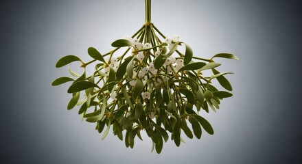 Traditional holiday mistletoe bunch hanging with white berries and green leaves, symbolizing festive cheer and winter tradition, cluster, close-up, tradition