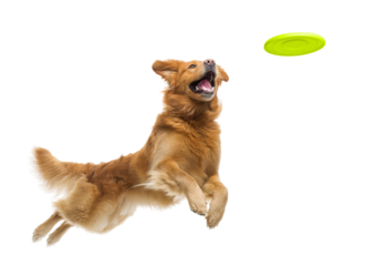 Playful funny Golden Retriever pet dog catching a green frisbee isolated PNG cutout, transparent background. Canine training, active happy healthy doggy playing