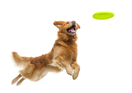 Playful funny Golden Retriever pet dog catching a green frisbee isolated PNG cutout, transparent background. Canine training, active happy healthy doggy playing - Powered by Adobe