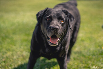 Perro negro que quiere jugar 