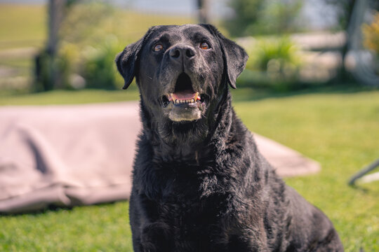Perro labrador retrato
