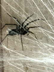 A large house spider on an old wall beside dense web strands, showing detailed legs and textured surface in a close-up view.
