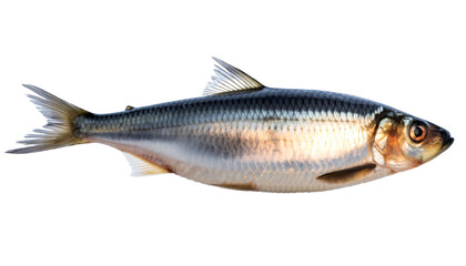 Fototapeta premium Fresh raw herring fish on transparent background