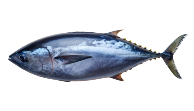 Fresh whole bluefin tuna fish on transparent background
