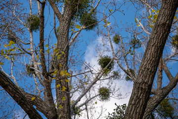 Bare tree branches with clusters of green mistletoe against a bright blue sky. Parasitic mistletoe growing on a deciduous tree in late autumn.