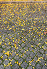 Bed of beautiful autumn yellow and orange leaves from a Chinese golden rain flame tree on granite patterned paving in Lisbon, Portugal. Natural background, template, layer, wallpaper or texture