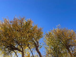 Chinese golden rain or flame trees, at the end of Autumn, end of November, by the Santo Amaro chapel in Lisbon, Portugal. Clear blue bright sunny sky, with yellow and orange autumn leaves