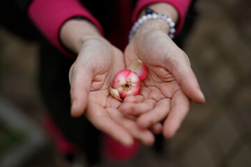 Close-up of hands cradling a small, pink and white flower bud. Soft natural light highlights skin texture and delicate petals. Person wears a pink sleeve and pearl bracelet. Background blurred, earthy