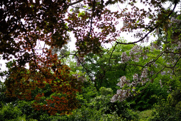 Fototapete bei efototapeten.de bestellen   