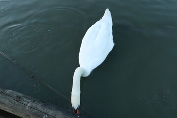 A pure white swan is dipping its long neck into dark, calm water near a wooden edge, either drinking or feeding, viewed from above.