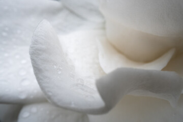 Rain Drops on Gardenia Bloom