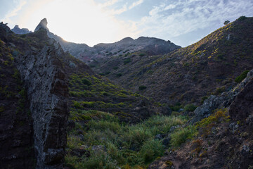 Euphorbia on Anaga volcanic cliffs