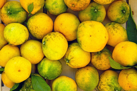 Ripe yellow tangerines with natural skin imperfections. Symbolizes organic fruit authenticity, natural citrus quality, homegrown produce, farm-to-table freshness, and unprocessed fruit beauty.
