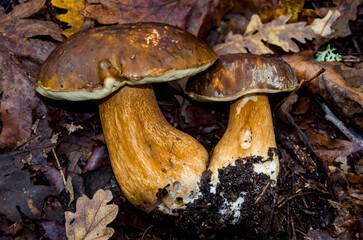 Boletus edulis, un excelente comestible
