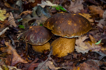Boletus edulis, un excelente comestible