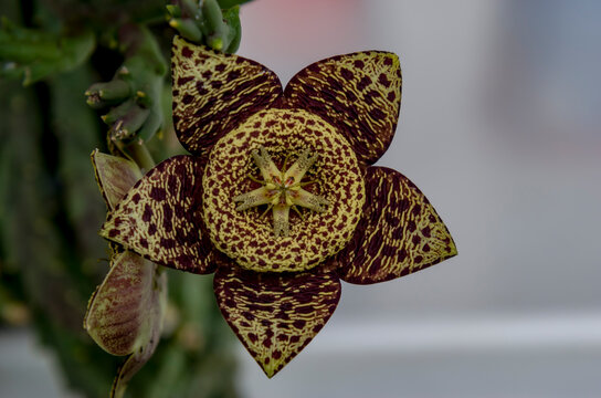  Flor de la Orbea variegata, com&uacute;nmente conocida como flor de lagarto, flor atigrada o flor estrella de mar