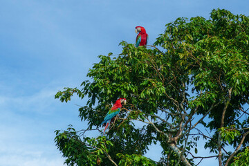 Red-and-green macaw, ara chloroptera- soars above the forest. this macaw is a vivid example of the thousand or so bird species found in Manu national park, Peru.  © Miroslav Srb