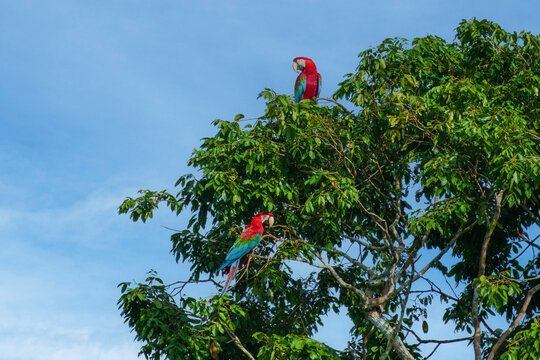 Red-and-green macaw, ara chloroptera- soars above the forest. this macaw is a vivid example of the thousand or so bird species found in Manu national park, Peru. 