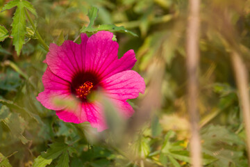 Obraz premium A vivid Cranberry Hibiscus flower in full bloom, displaying rich magenta petals and a striking central pattern. Captured in natural surroundings, the bright blossom stands out beautifully against the 