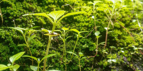 Vibrant Green Moss and Young Plants Thriving in Natural Light