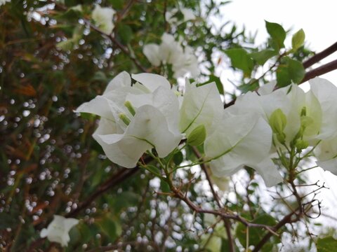 Flores de bugambilias blancas