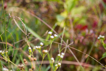 Close-up view of Ageratum conyzoides (Billygoat Weed) growing in a natural environment, featuring its small white flower clusters and slender stems.
