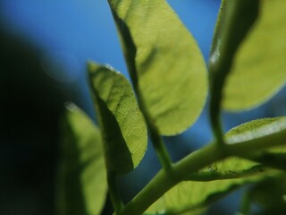 Plantas en crecimiento