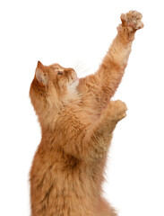 A fluffy ginger cat stretches upward, extending its front paw. The cat's head is turned in profile, looking up.