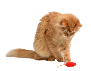 Fluffy red longhaired cat sits with its head bowed in concentration and plays with a small red toy mouse with its paw