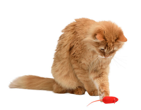 Fluffy red longhaired cat sits with its head bowed in concentration and plays with a small red toy mouse with its paw
