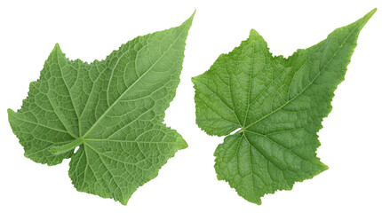 Two green cucumber leaves with visible texture and veins. Isolated background.