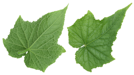 Two green cucumber leaves with visible texture and veins. Isolated background.