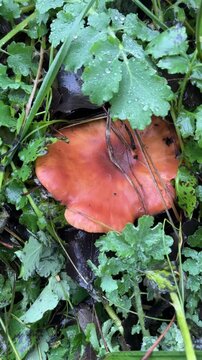 Wild mushroom camelina in the forest under a branch with green leaves. Picking mushrooms in the forest. Mushroom season. Mushrooms in the wild. Edible and poisonous mushrooms.