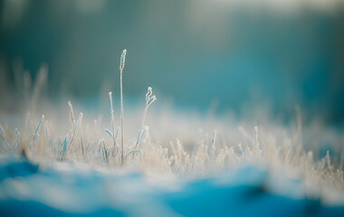 Delicate frost-covered grass in tranquil winter morning light