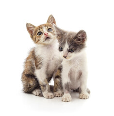 Two funny kittens on a white background.