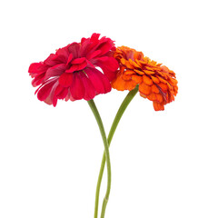 Two beautiful zinnia flowers.