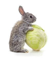 Rabbit and a head of cabbage isolated on white background.