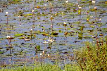A beautiful field of Water Snowflake flowers (Nymphoides indica) blooming across a calm pond, showcasing delicate white fringed petals above floating green leaves in a natural wetland habitat.