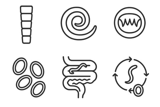 Helminth Infection Icons. Line style icons of Helminth Infections: tapeworm segments, roundworm coiled, hookworm teeth, eggs in