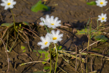 Close-up of delicate Water Snowflake flowers (Nymphoides indica) with white fringed petals and yellow centers, captured beautifully above floating leaves in a calm freshwater pond.