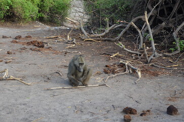 South African Safari