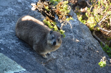 South African Safari