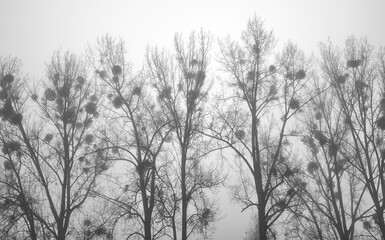 Photo of trees on a foggy winter day.