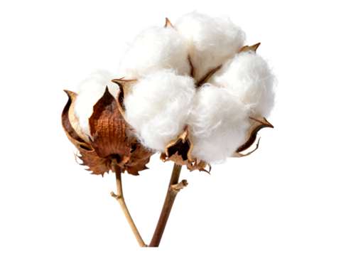 Two mature cotton bolls fluffy white fiber plant image cotton, boll, plant, fiber, white, fluffy, natural, textile, raw, agriculture, harvest, organic, material, plant part, seed, brown, dry, stem, is