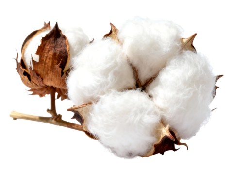 Macro photograph of fluffy white cotton bolls on a dark background cotton, boll, plant, fiber, textile, raw, natural, white, fluffy, soft, organic, agriculture, harvest, material, seed, pod, brown, dr