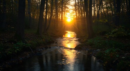 Obraz premium Golden sunset shining through the trees over a reflective stream