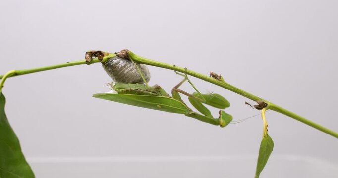 A female praying mantis sits on a branch next to a cocoon on a white background.