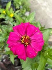 the most beautiful flower photos
