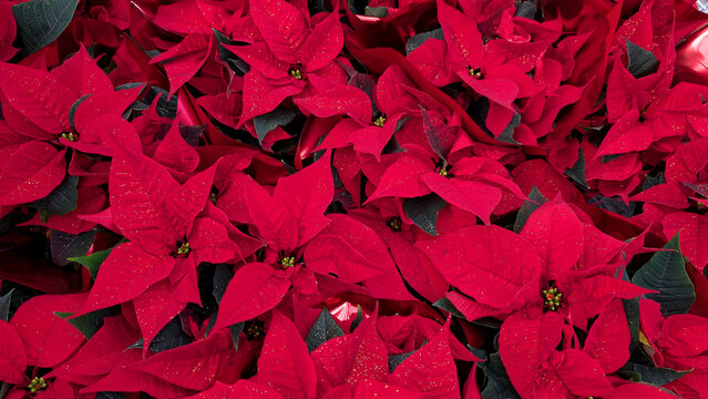 Close-up of beautiful red poinsettia flowers in full bloom, seamless background. - Powered by Adobe