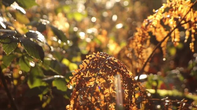 De mousse et de Foug&egrave;res